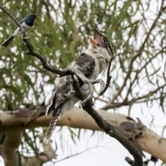 Dacelo novaeguineae (Laughing Kookaburra) at Umbagong District Park - 9 Feb 2021 by AlisonMilton