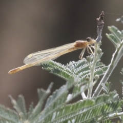 Zygoptera (suborder) (Damselfly) at Umbagong District Park - 9 Feb 2021 by AlisonMilton