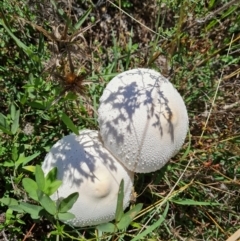 Macrolepiota dolichaula (Macrolepiota dolichaula) at Jerrabomberra, ACT - 13 Feb 2021 by Mike