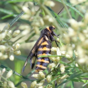 Amata (genus) at O'Connor, ACT - 13 Feb 2021