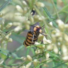 Amata (genus) at O'Connor, ACT - 13 Feb 2021 03:00 PM