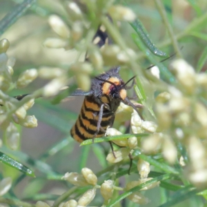 Amata (genus) at O'Connor, ACT - 13 Feb 2021 03:00 PM