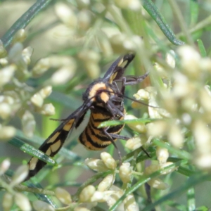 Amata (genus) at O'Connor, ACT - 13 Feb 2021