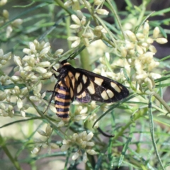 Amata (genus) at O'Connor, ACT - 13 Feb 2021 03:00 PM