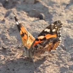 Vanessa kershawi (Australian Painted Lady) at Bungendore, NSW - 5 Jan 2021 by michaelb