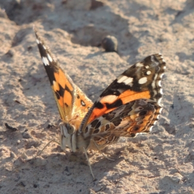 Vanessa kershawi (Australian Painted Lady) at Bungendore, NSW - 5 Jan 2021 by michaelb