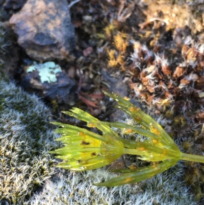 Chara sp. (genus) (A charophyte green algae) at Mount Ainslie - 30 Nov 2020 by JaneR