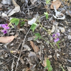 Glycine tabacina at Majura, ACT - 30 Nov 2020