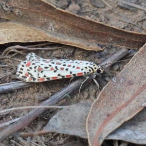 Utetheisa pulchelloides at O'Connor, ACT - 13 Feb 2021