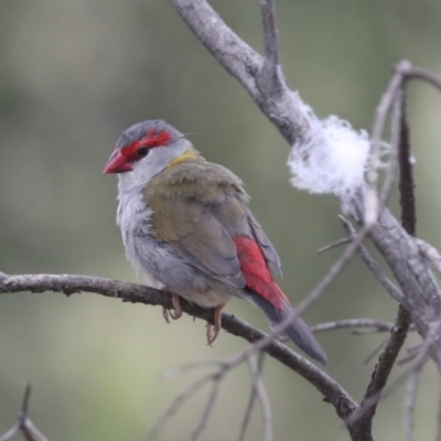Neochmia temporalis (Red-browed Finch) at Umbagong District Park - 9 Feb 2021 by AlisonMilton