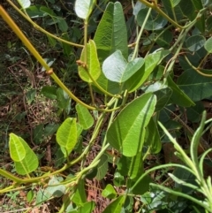 Hardenbergia violacea (False Sarsaparilla) at Deakin, ACT - 14 Feb 2021 by KL