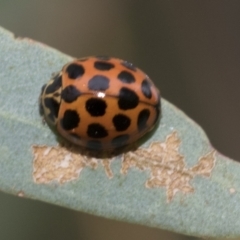 Harmonia conformis (Common Spotted Ladybird) at Umbagong District Park - 8 Feb 2021 by AlisonMilton