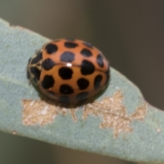 Harmonia conformis (Common Spotted Ladybird) at Latham, ACT - 8 Feb 2021 by AlisonMilton