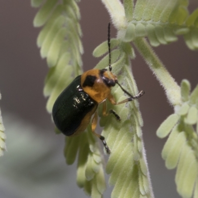Aporocera (Aporocera) consors (A leaf beetle) at Umbagong District Park - 8 Feb 2021 by AlisonMilton