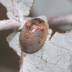 Paropsisterna m-fuscum (Eucalyptus Leaf Beetle) at Umbagong District Park - 8 Feb 2021 by AlisonMilton