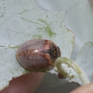 Paropsisterna m-fuscum at Latham, ACT - 9 Feb 2021 09:21 AM