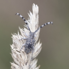 Ancita marginicollis (A longhorn beetle) at Umbagong District Park - 9 Feb 2021 by AlisonMilton