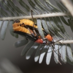 Chauliognathus tricolor (Tricolor soldier beetle) at Latham, ACT - 9 Feb 2021 by AlisonMilton