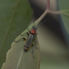 Chauliognathus tricolor at Latham, ACT - 9 Feb 2021