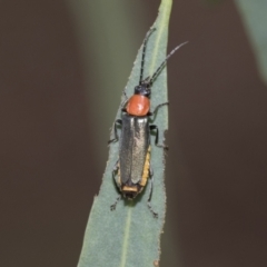 Chauliognathus tricolor at Latham, ACT - 9 Feb 2021