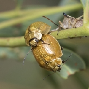 Paropsisterna cloelia at Latham, ACT - 9 Feb 2021