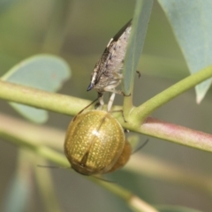 Paropsisterna cloelia at Latham, ACT - 9 Feb 2021