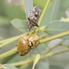 Paropsisterna cloelia at Latham, ACT - 9 Feb 2021