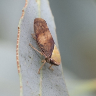 Brunotartessus fulvus (Yellow-headed Leafhopper) at Latham, ACT - 9 Feb 2021 by AlisonMilton