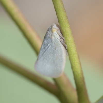 Anzora unicolor (Grey Planthopper) at Latham, ACT - 9 Feb 2021 by AlisonMilton