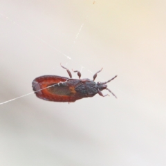 Aradidae sp. (family) (Flat bug) at Acton, ACT - 13 Feb 2021 by ConBoekel