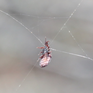 Aradidae sp. (family) at Acton, ACT - 13 Feb 2021