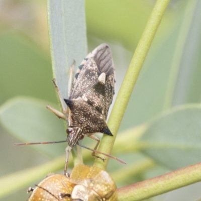 Oechalia schellenbergii (Spined Predatory Shield Bug) at Latham, ACT - 9 Feb 2021 by AlisonMilton