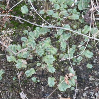 Riccia sp. (genus) (Liverwort) at Acton, ACT - 13 Feb 2021 by ConBoekel