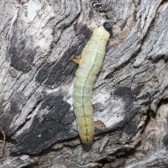 Pergidae sp. (family) (Unidentified Sawfly) at Umbagong District Park - 8 Feb 2021 by AlisonMilton