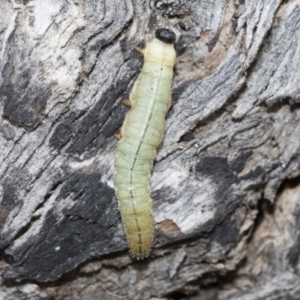 Pergidae sp. (family) at Latham, ACT - 9 Feb 2021