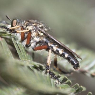 Thereutria amaraca (Spine-legged Robber Fly) at Macgregor, ACT - 8 Feb 2021 by AlisonMilton