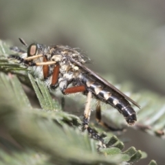 Thereutria amaraca at Macgregor, ACT - 9 Feb 2021