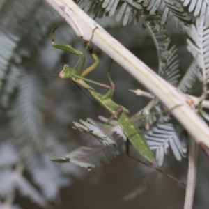 Pseudomantis albofimbriata at Latham, ACT - 9 Feb 2021