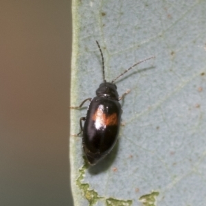 Monolepta minima at Latham, ACT - 9 Feb 2021 10:06 AM