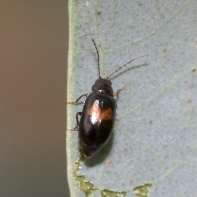 Monolepta minima (Leaf beetle) at Umbagong District Park - 8 Feb 2021 by AlisonMilton