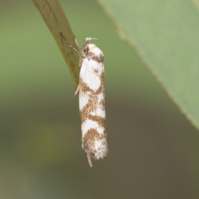 Palimmeces habrophanes (A Concealer moth) at Latham, ACT - 9 Feb 2021 by AlisonMilton