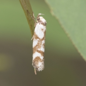 Palimmeces habrophanes at Latham, ACT - 9 Feb 2021 10:08 AM