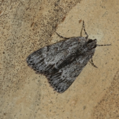 Spectrotrota fimbrialis (A Pyralid moth) at Umbagong District Park - 8 Feb 2021 by AlisonMilton