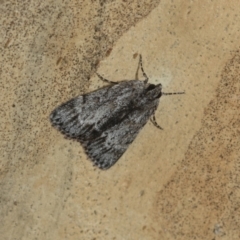 Spectrotrota fimbrialis at Latham, ACT - 9 Feb 2021 08:50 AM