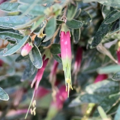 Correa reflexa var. reflexa (Common Correa, Native Fuchsia) at Wodonga - 13 Feb 2021 by Kyliegw