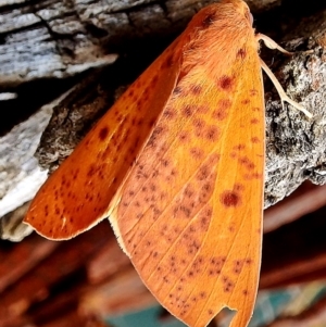 Plesanemma fucata at Crooked Corner, NSW - 13 May 2015