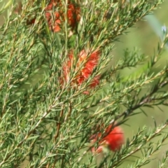 Callistemon sp. (A Bottlebrush) at Wodonga, VIC - 14 Feb 2021 by KylieWaldon
