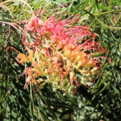 Grevillea sp. (Grevillea) at Willow Park - 13 Feb 2021 by Kyliegw