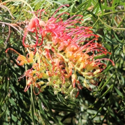 Grevillea (genus) (Grevillea) at Willow Park - 14 Feb 2021 by KylieWaldon