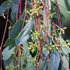 Eucalyptus camaldulensis subsp. camaldulensis (River Red Gum) at Wodonga, VIC - 13 Feb 2021 by Kyliegw